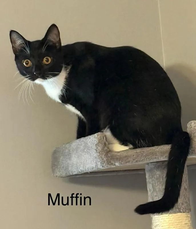 Muffin thumbnail 2