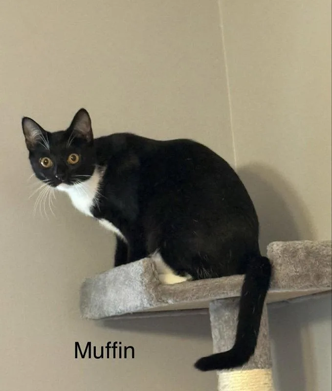 Muffin thumbnail 3