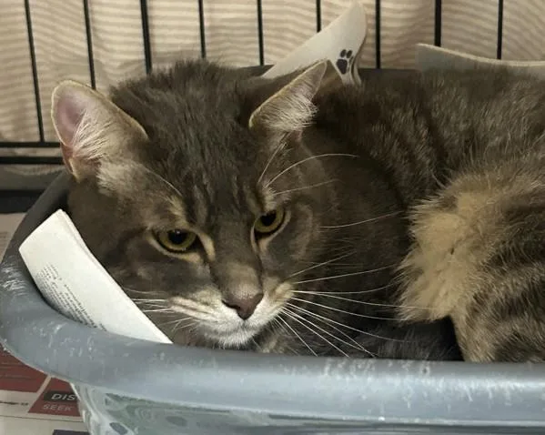 An adult large-sized male Domestic Short Hair cat named Guy for adoption in Dallas, GA
