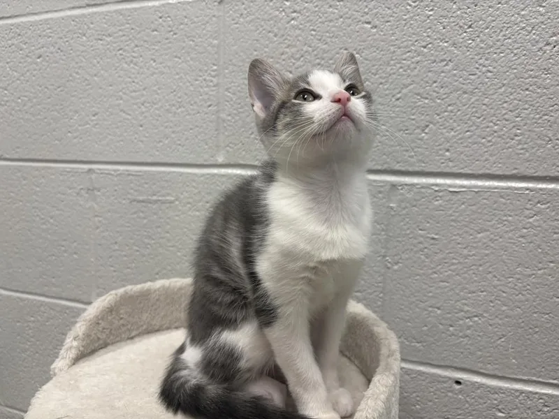 A baby small-sized male Gray & White Domestic Short Hair cat named Pollux for adoption in Bowling Green, OH