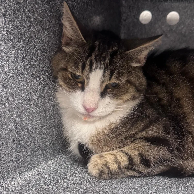 A senior medium-sized female Brown / Chocolate Domestic Short Hair cat named Heidi for adoption in Greenville, SC