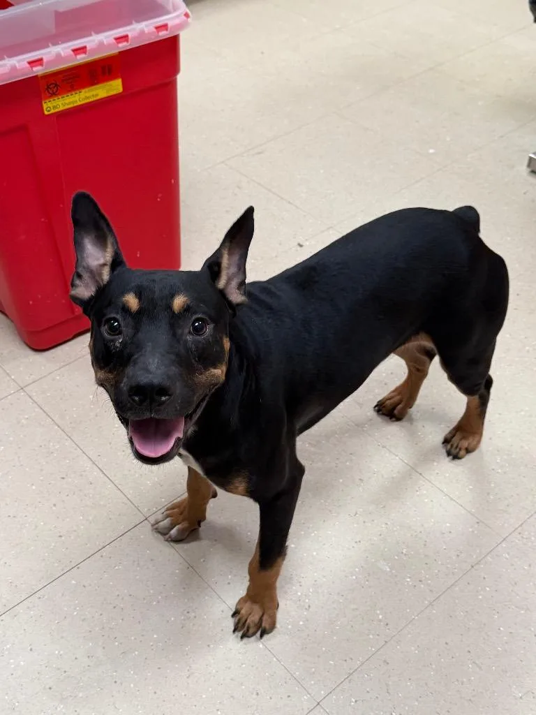 A young large-sized male Mixed Breed dog named Vinny for adoption in Bossier City, LA
