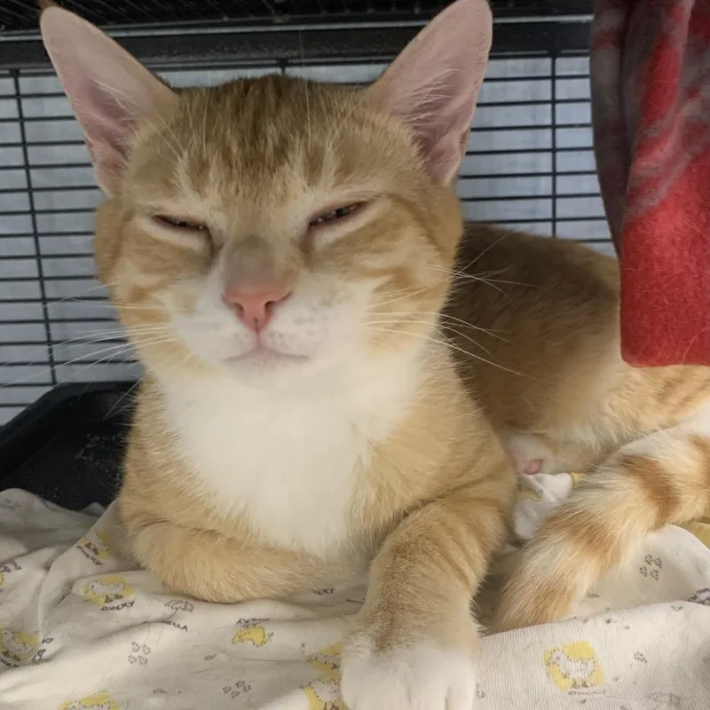 A young medium-sized male Orange / Red Domestic Short Hair cat named Cheddar for adoption in Monroe, MI