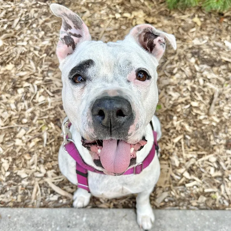 Miss Pickles thumbnail 3