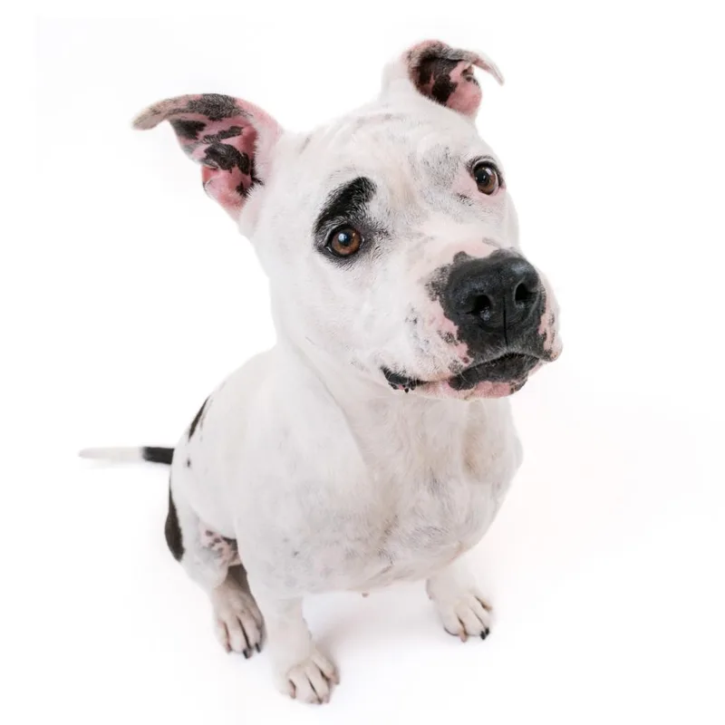 Miss Pickles thumbnail 4