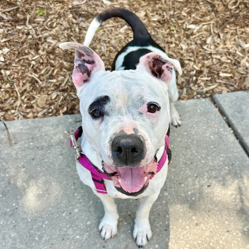 Miss Pickles thumbnail 5