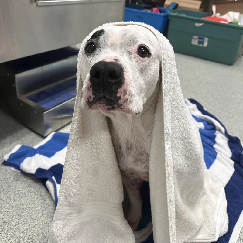 Miss Pickles thumbnail 6