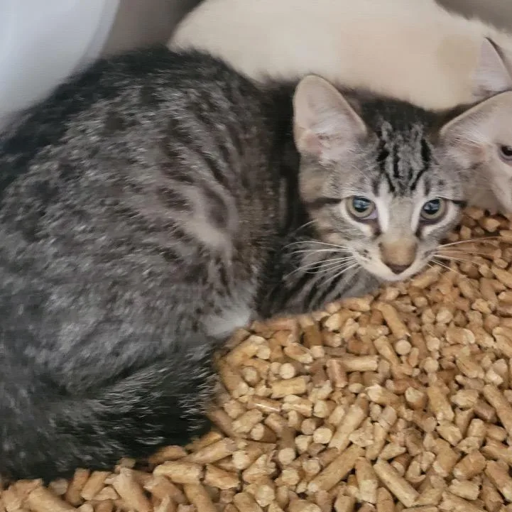 A baby medium-sized male Brown / Chocolate Domestic Short Hair cat named Justin for adoption in Westminster, CA