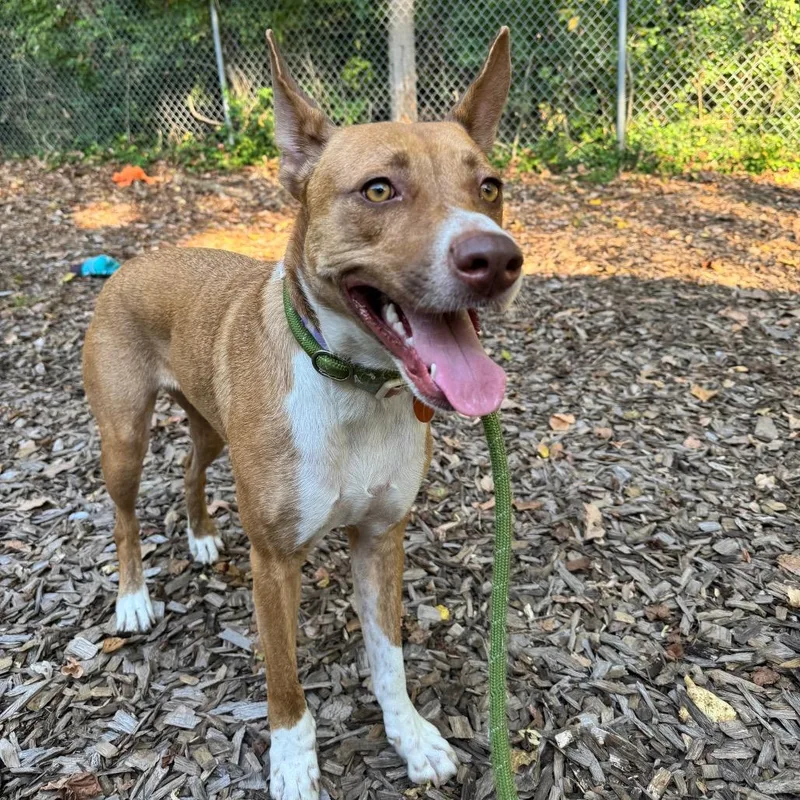 An adult medium-sized female Red / Chestnut / Orange Border Collie dog named Daisy Mae for adoption in Belleville, IL