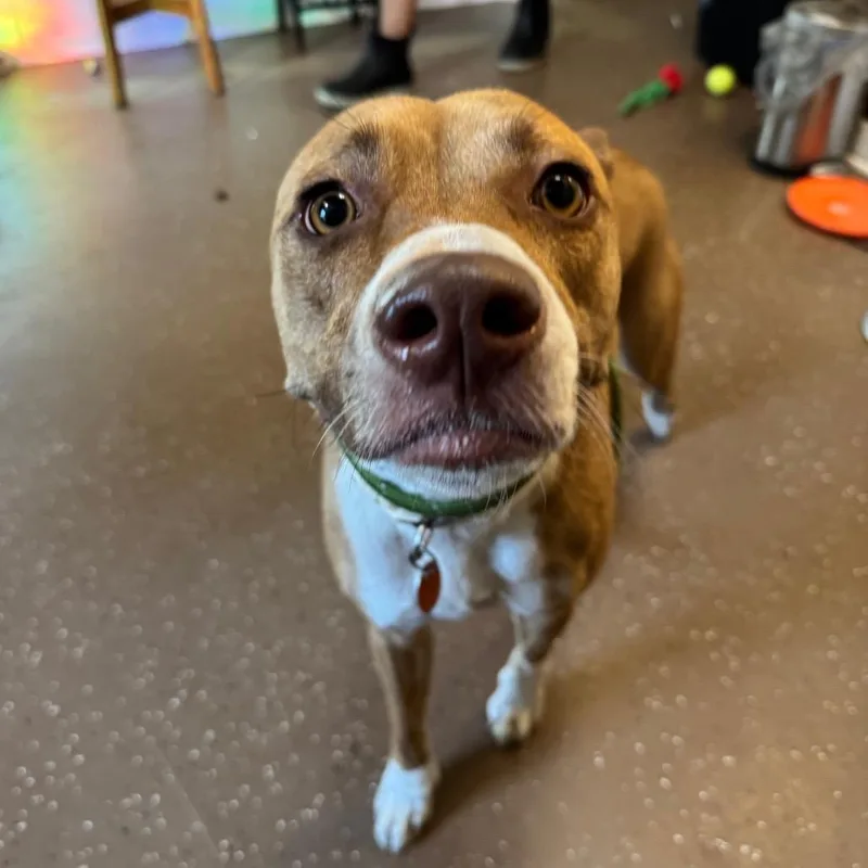 Daisy Mae thumbnail 5