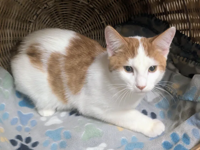 A baby large-sized male Tabby (Orange / Red) Domestic Short Hair cat named Kent for adoption in Springfield, IL