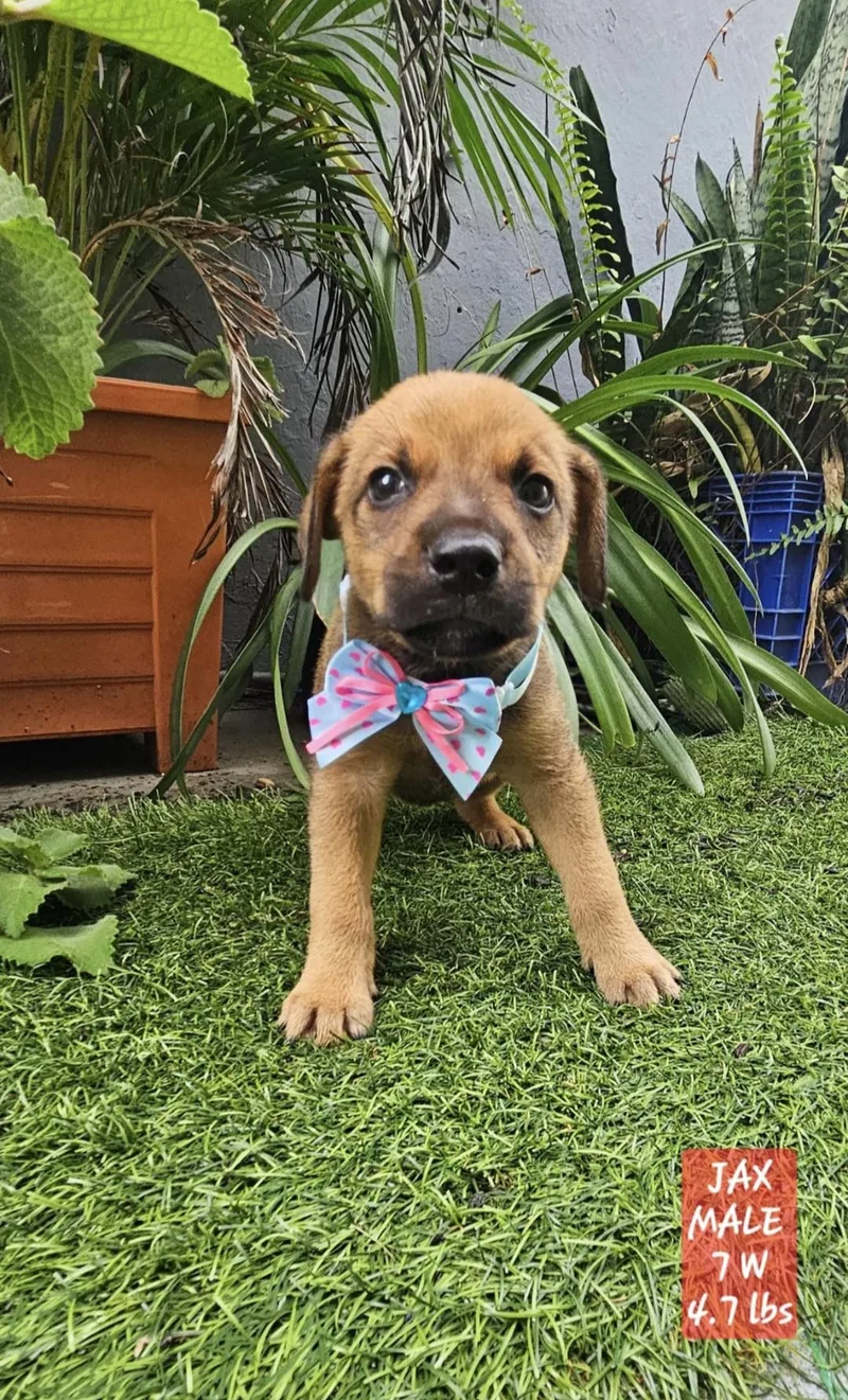 Jax Jedi "the Hug thumbnail 3