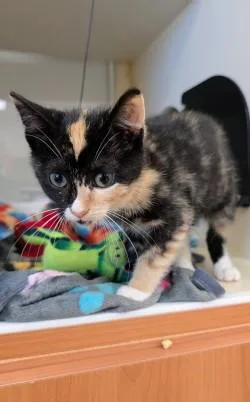 A baby small-sized female Domestic Short Hair cat named Miss Squeekers for adoption in Hamilton, NJ