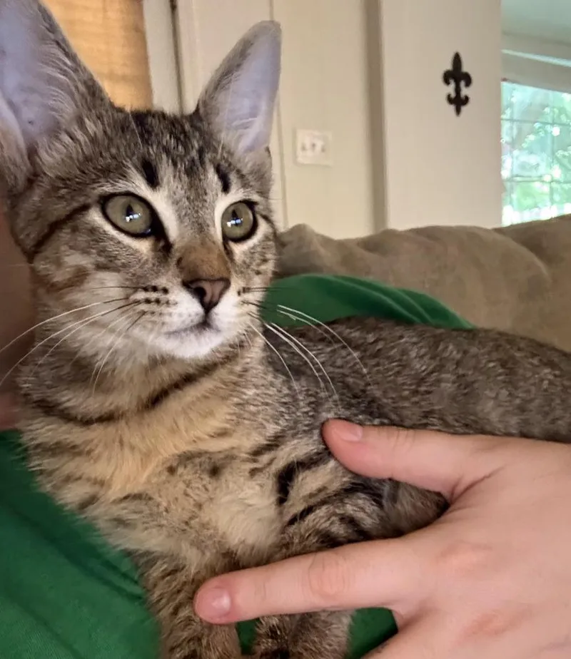 A baby small-sized male Tabby (Brown / Chocolate) Domestic Short Hair cat named Bear for adoption in Bossier City, LA