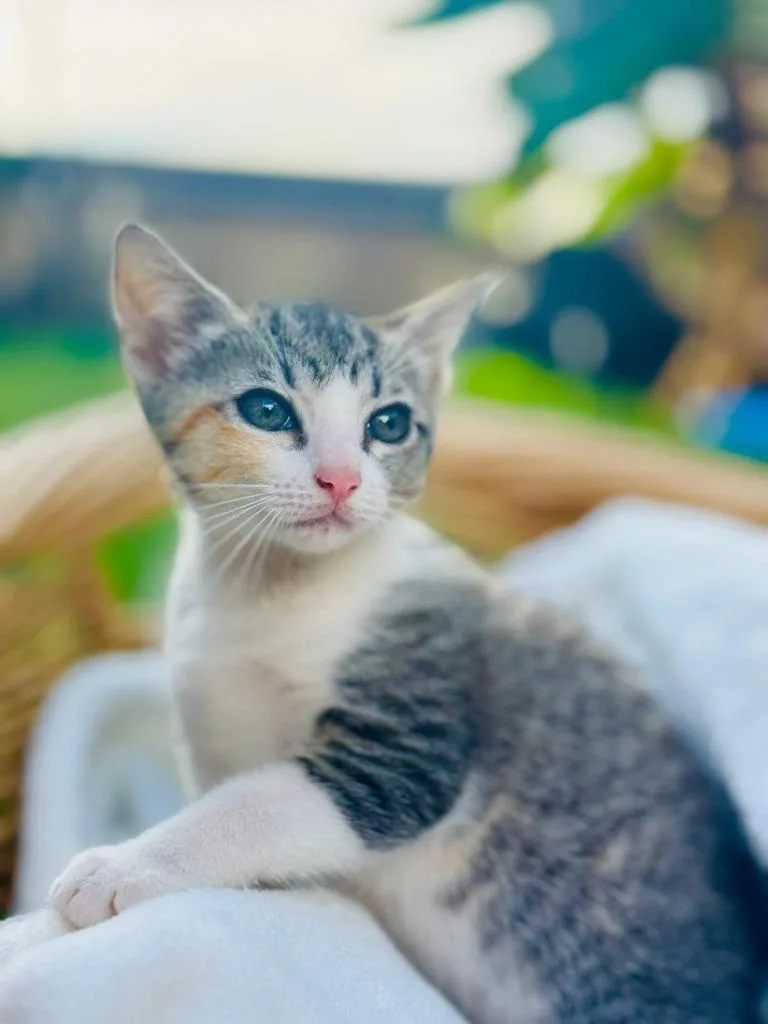 A baby medium-sized female Domestic Short Hair cat named Gabby for adoption in HUNTINGTON BEACH, CA