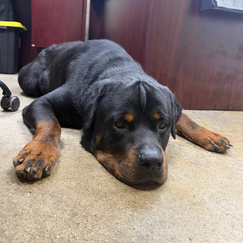 Roscoe