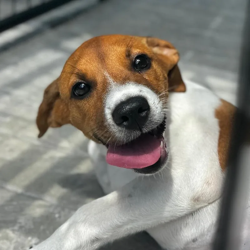 A baby medium-sized female White / Cream Hound dog named Annabeth for adoption in Bradenton, FL