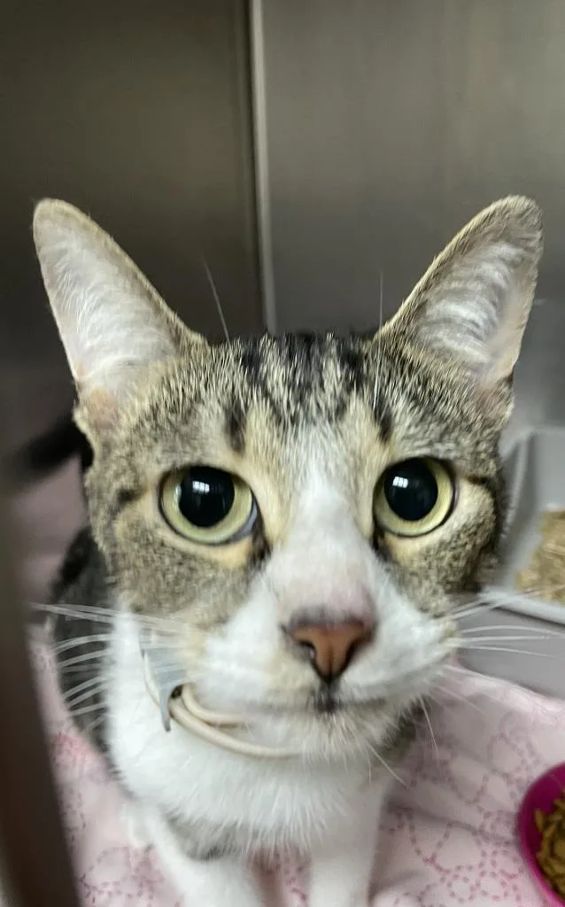 A young medium-sized female Domestic Short Hair cat named Simone for adoption in Clarksville, TN