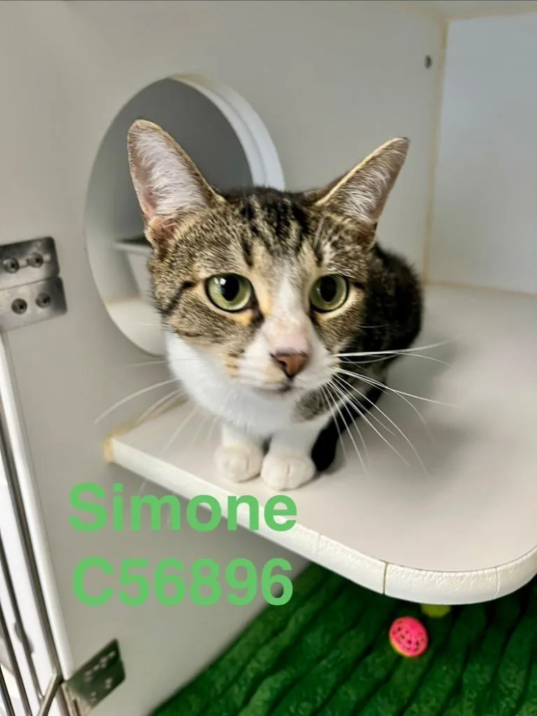 Simone thumbnail 2