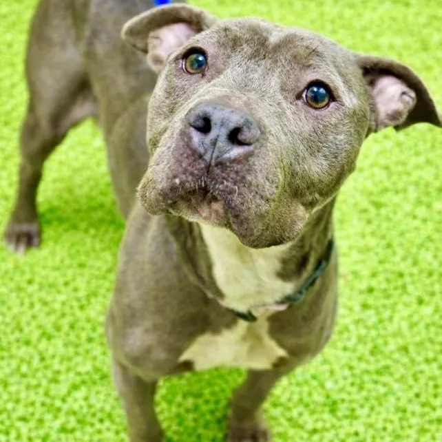 A young medium-sized female Gray / Blue / Silver Pit Bull Terrier dog named Spring for adoption in Battle Creek, MI