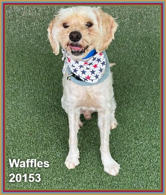 Waffles