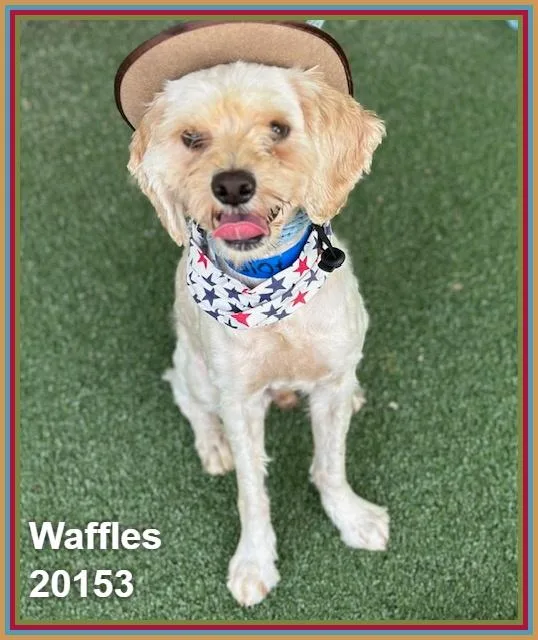 Waffles thumbnail 2