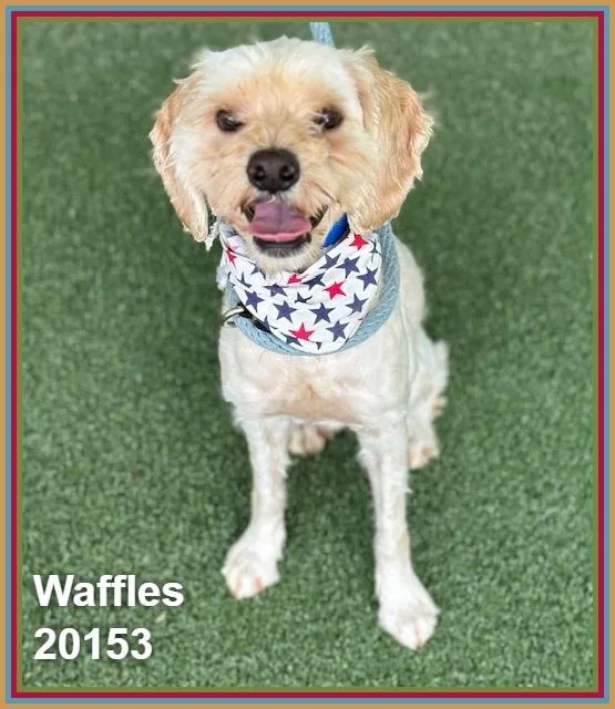 Waffles thumbnail 3