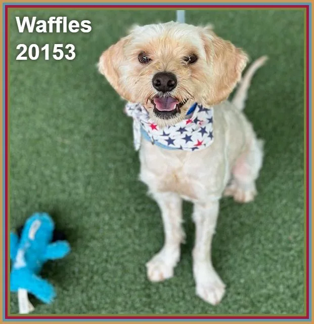 Waffles thumbnail 4