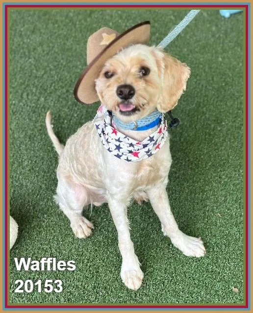 Waffles thumbnail 5