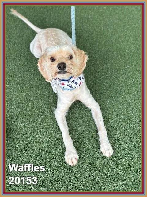 Waffles thumbnail 6