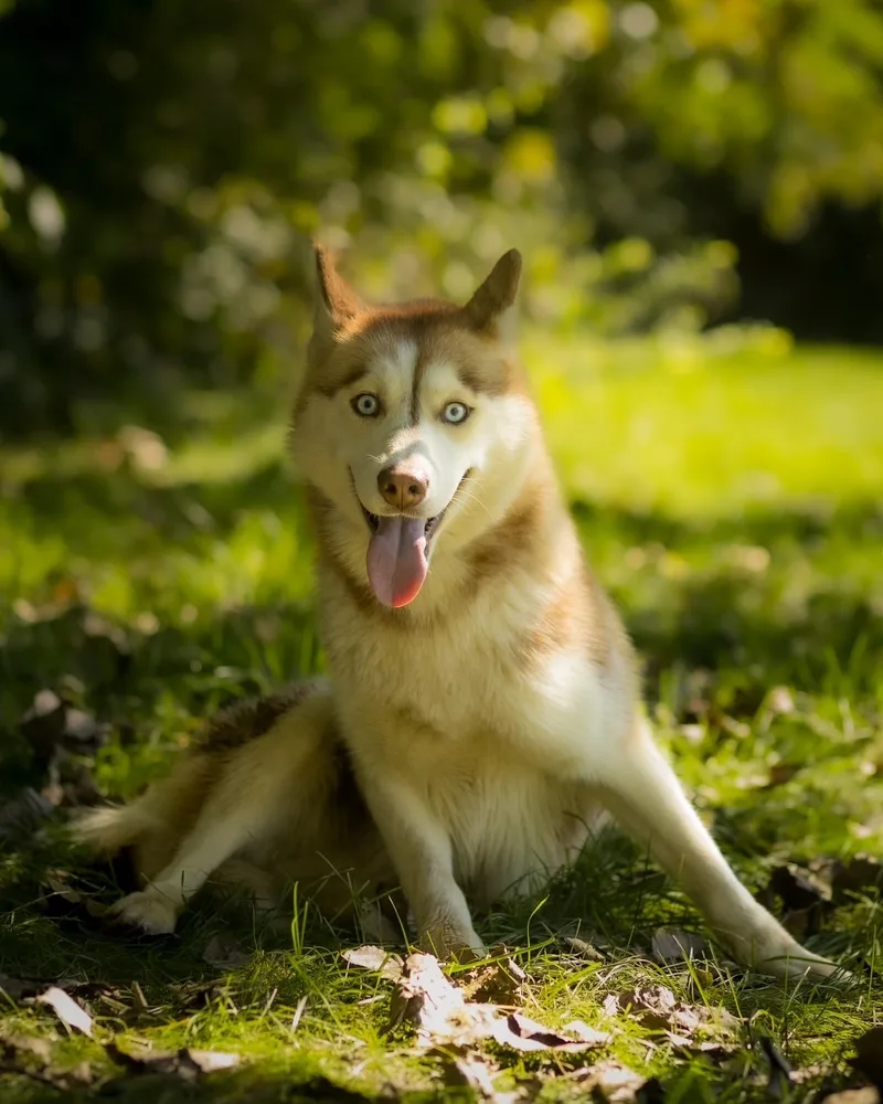 An adult medium-sized female White / Cream Husky dog named Rowena for adoption in Bridgeport, CT