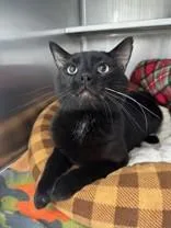 An adult medium-sized male Black Domestic Short Hair cat named Fred Flintstone for adoption in Manitowoc, WI