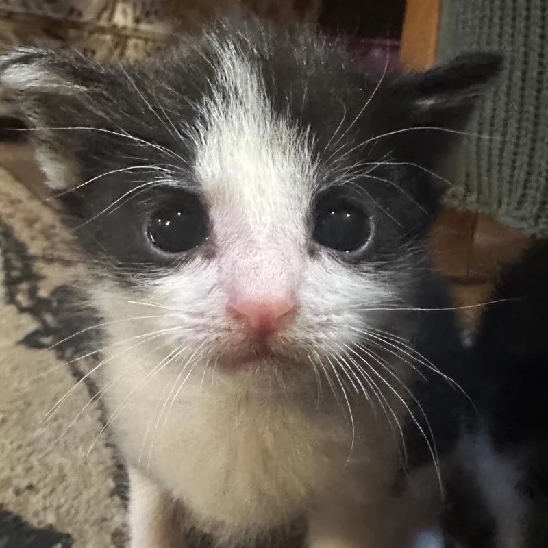 A baby small-sized male Black Domestic Short Hair cat named Shadow for adoption in Red House, WV