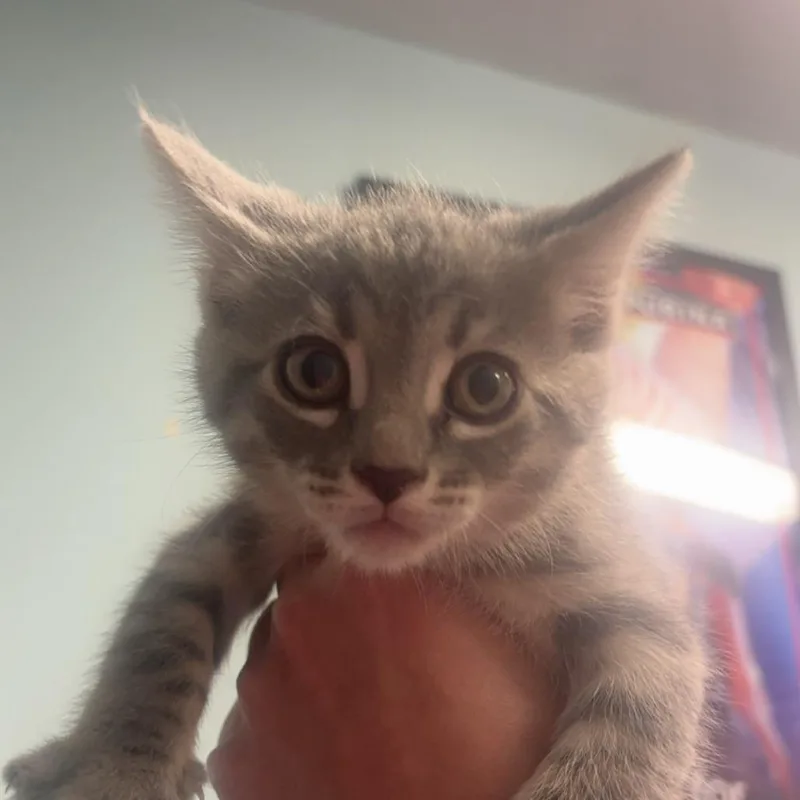 A baby small-sized male Gray / Blue / Silver Domestic Short Hair cat named Ficus for adoption in Edwardsville, IL