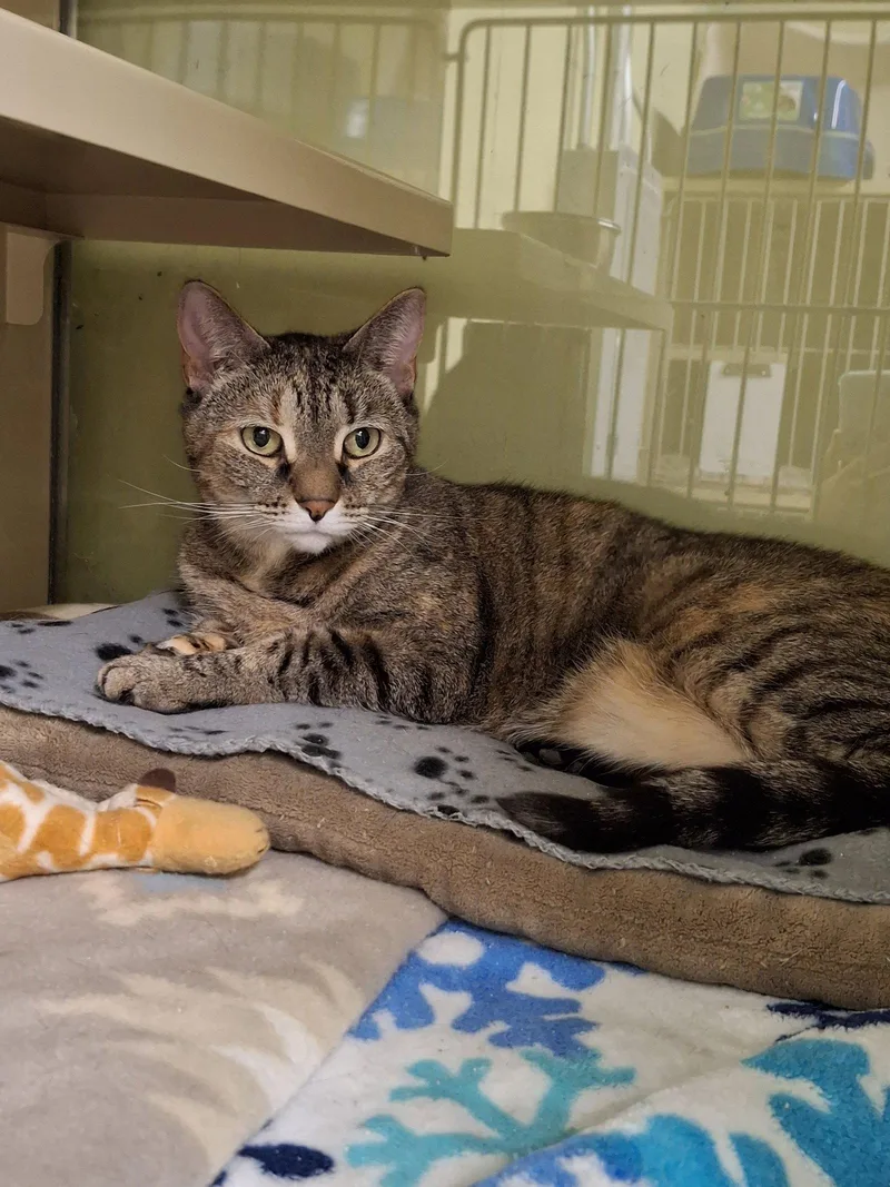 A senior medium-sized female Domestic Short Hair cat named Chicky for adoption in Gonic, NH