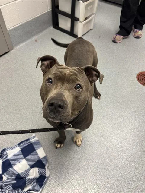 An adult medium-sized female Pit Bull Terrier dog named Junebug for adoption in Indianapolis, IN