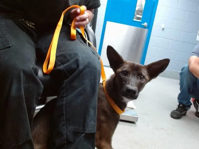 A young medium-sized male Belgian Shepherd / Malinois dog named Blueberry for adoption in Albuquerque, NM