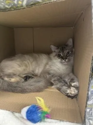 An adult large-sized female Domestic Long Hair cat named Strazinsky for adoption in Vero Beach, FL