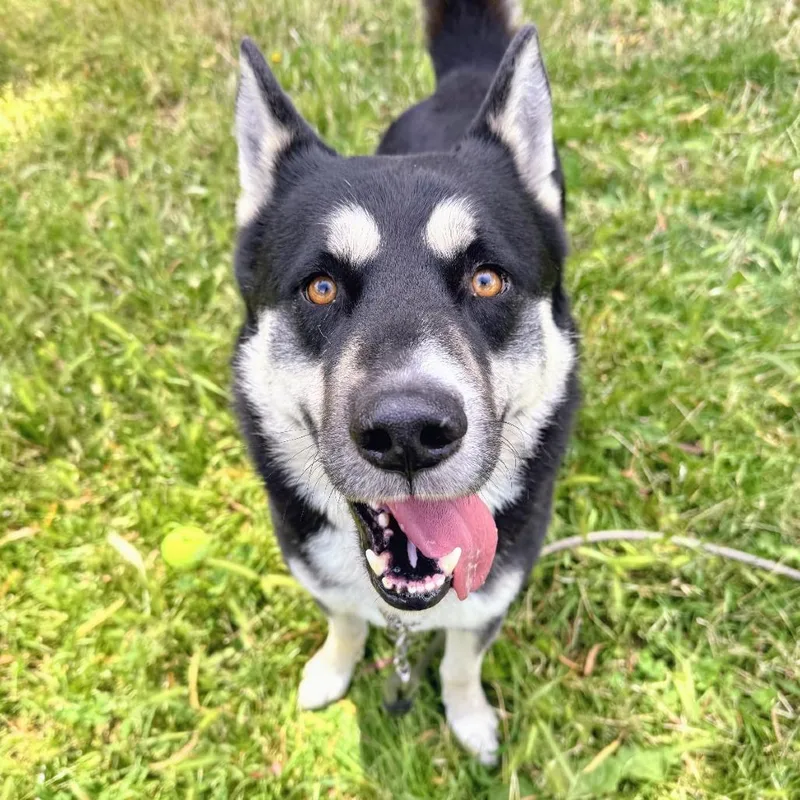 Shiloh