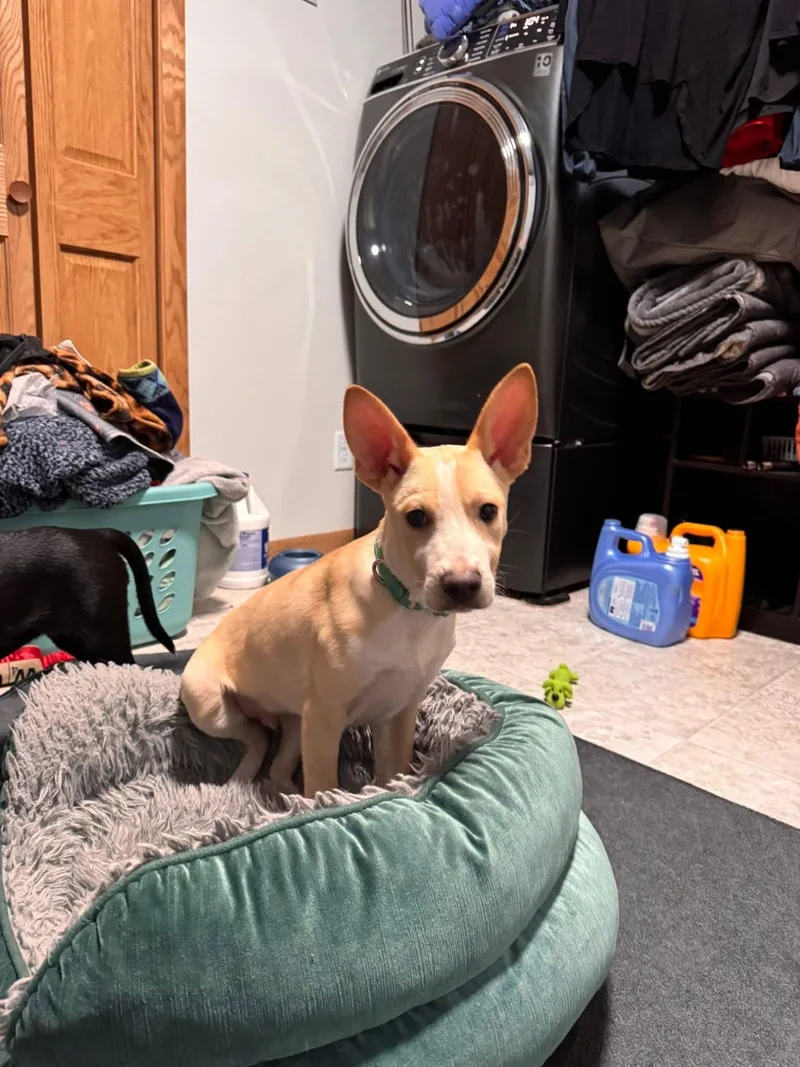 Stitch thumbnail 2