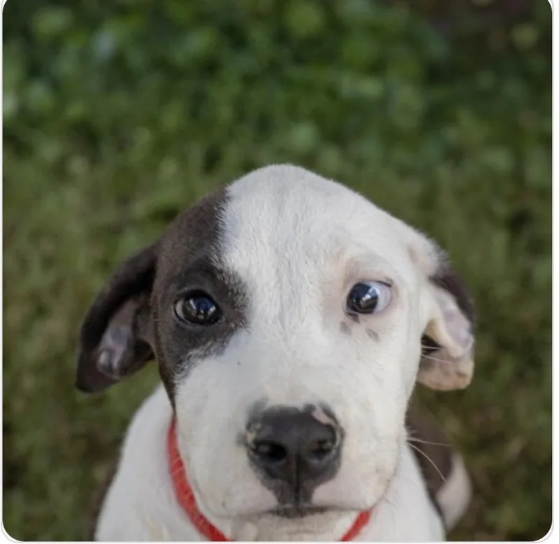 A young large-sized male Mixed Breed dog named Bando for adoption in Mobile, AL
