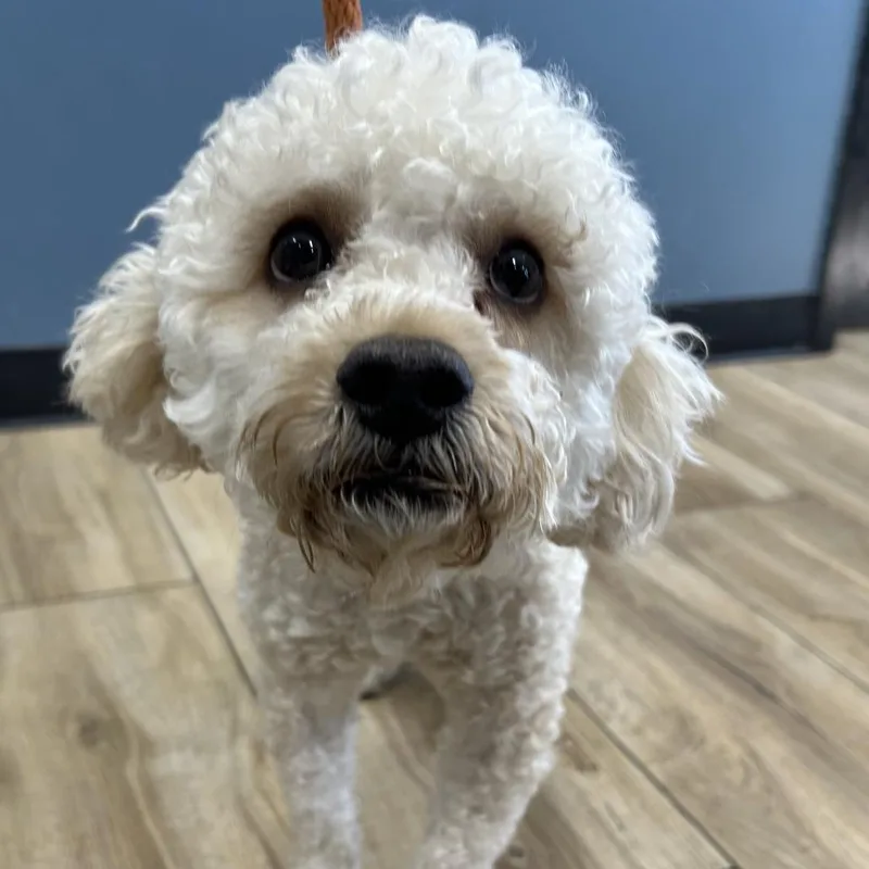 An adult small-sized male White / Cream Poodle dog named Buddy for adoption in Newark, NJ