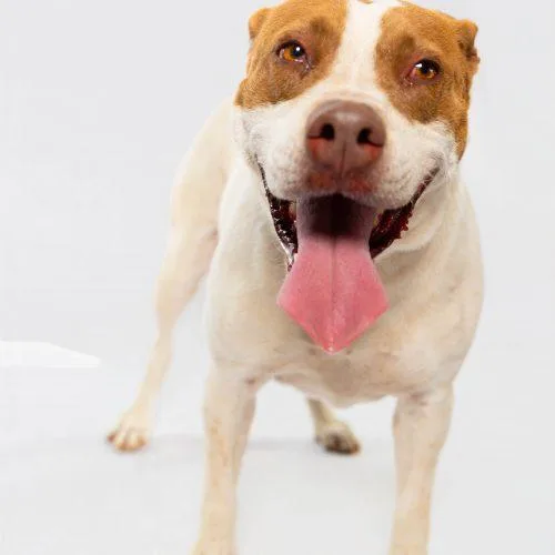 An adult medium-sized female Yellow / Tan / Blond / Fawn American Staffordshire Terrier dog named Nala for adoption in Sullivan City, TX