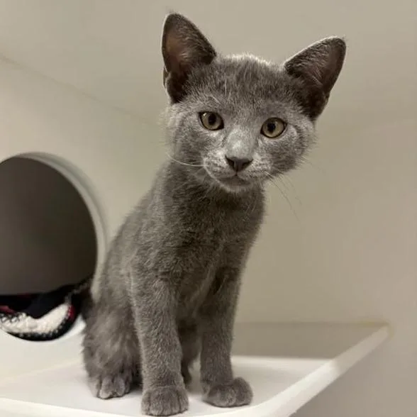 A baby small-sized male Gray / Blue / Silver Domestic Short Hair cat named Simon Says for adoption in Phoenix, AZ