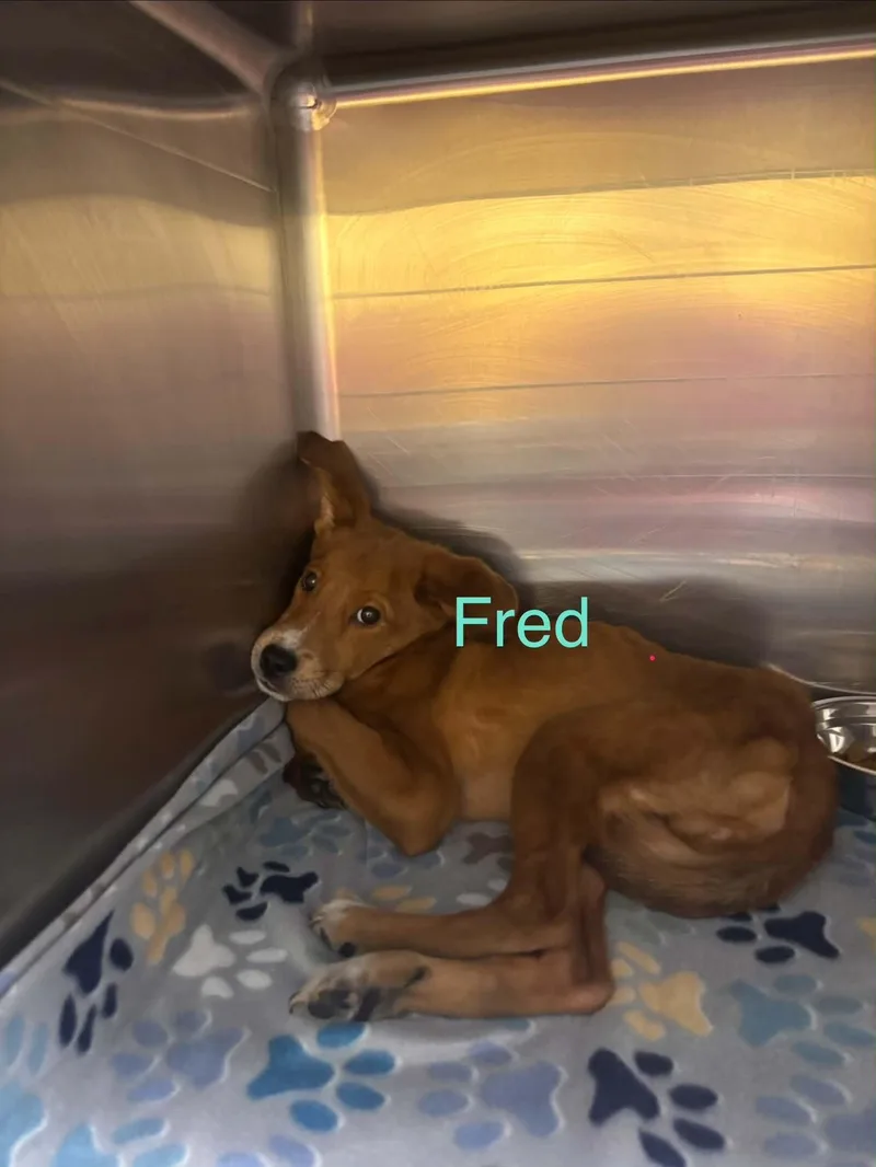 A young small-sized male Labrador Retriever dog named Fred for adoption in Fayetteville, WV