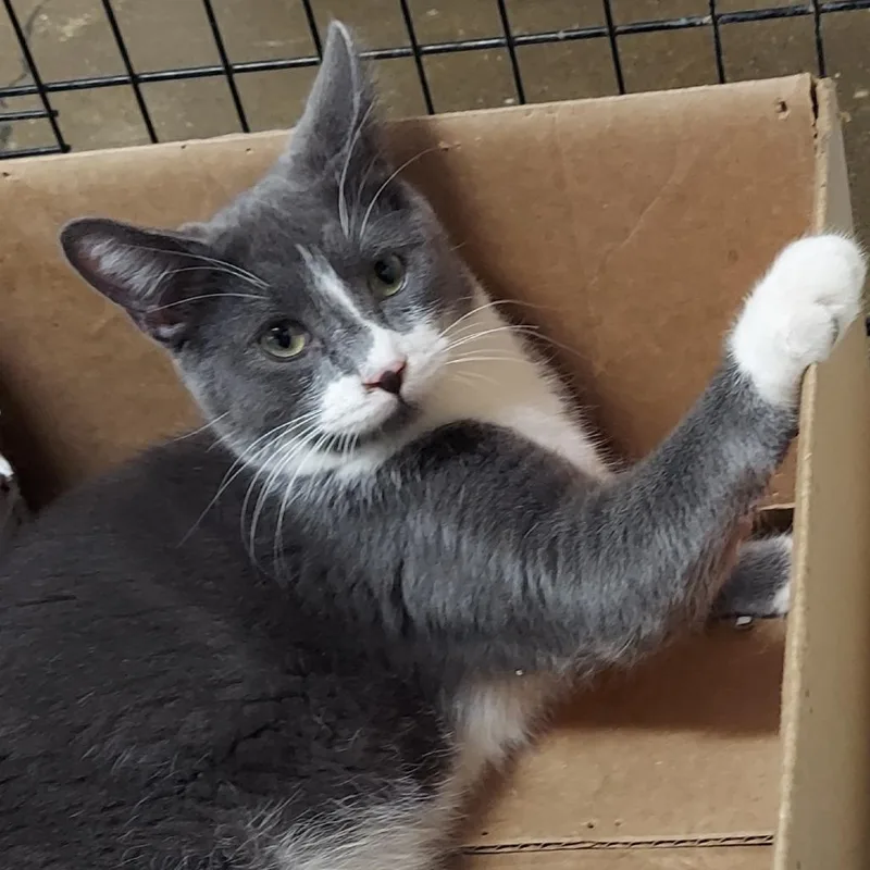 Whoppers thumbnail 3