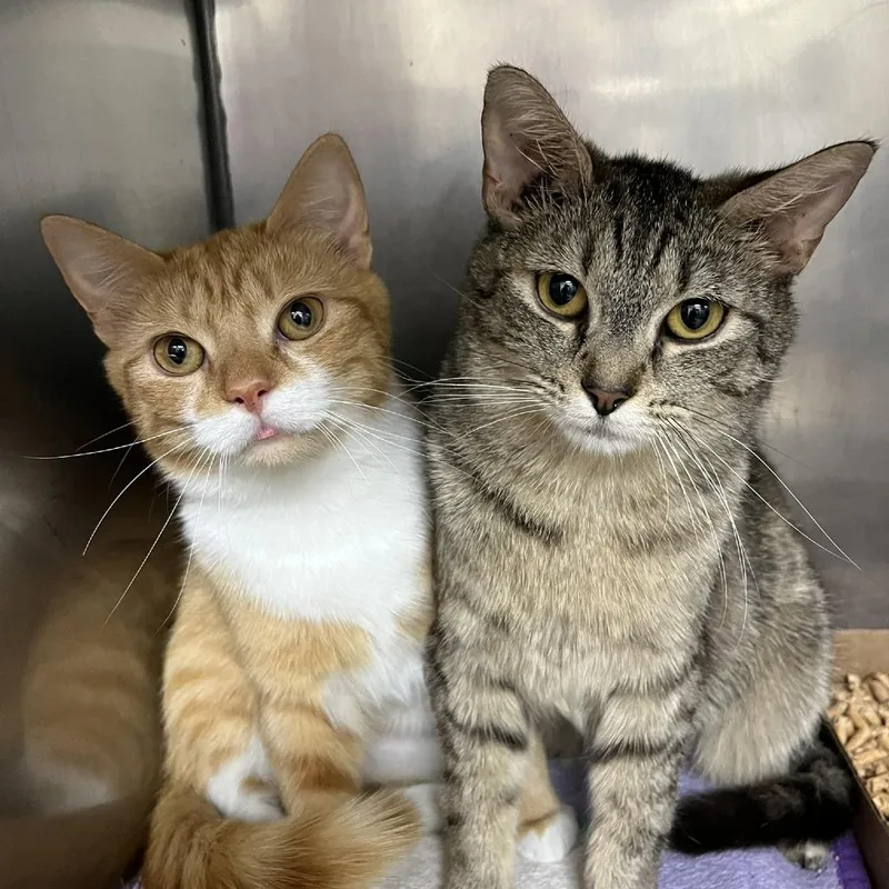 An adult medium-sized female Orange / Red Domestic Short Hair cat named Legacy for adoption in Lyndhurst, VA