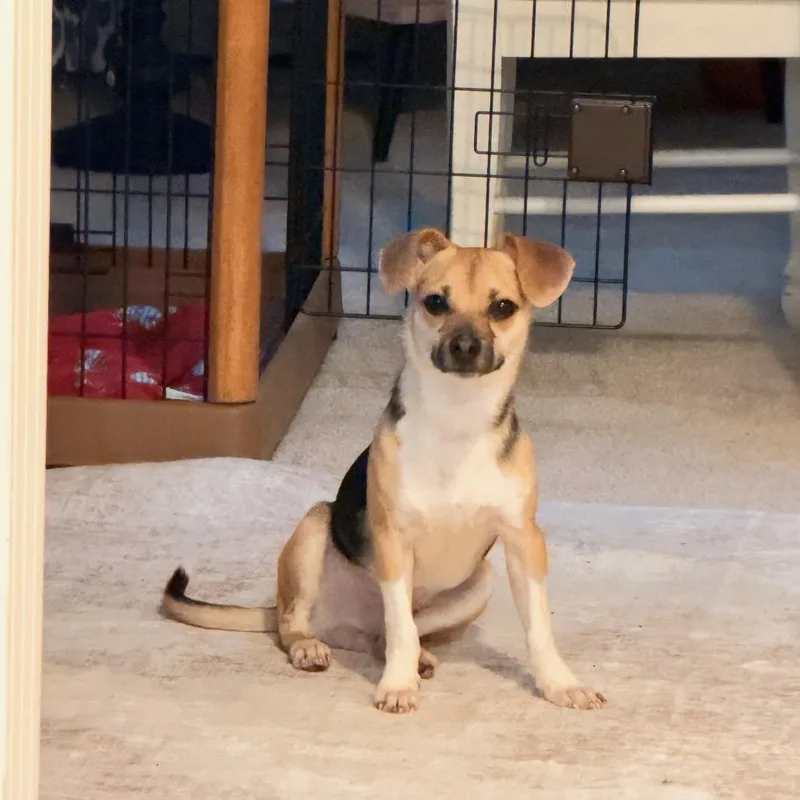 A young small-sized male Yellow / Tan / Blond / Fawn Beagle dog named Riley for adoption in Summerfield, NC