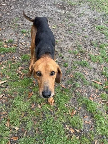 An adult medium-sized male Hound dog named James Madison for adoption in Conway, SC