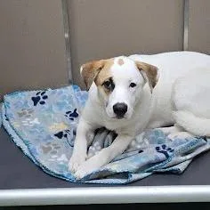 A young small-sized female White / Cream Pit Bull Terrier dog named SVASStray for adoption in Lyndhurst, VA